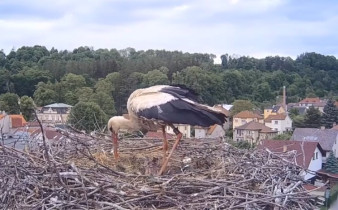 Obraz podglądu z kamery internetowej Storks Brandýs nad Orlicí